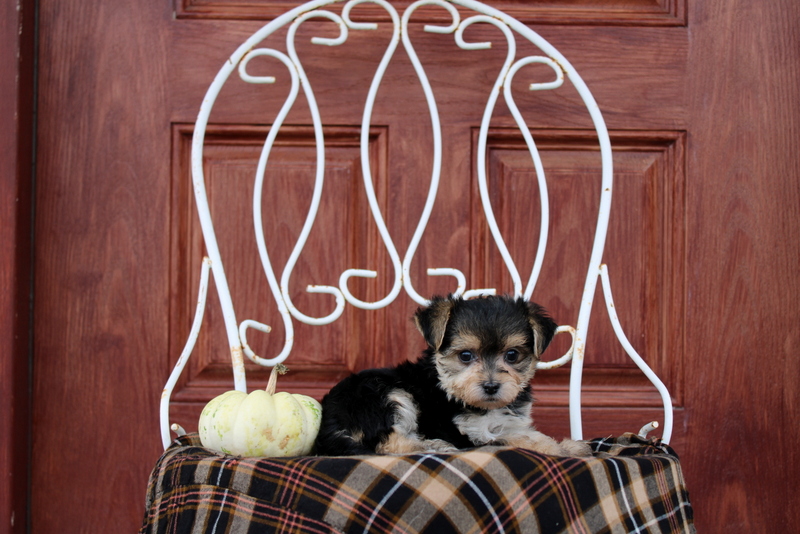 puppy, for, sale, Morkie, Matthew B. Stoltzfus, dog, breeder, Gap, PA, dog-breeder, puppy-for-sale, forsale, nearby, find, puppyfind, locator, puppylocator, aca